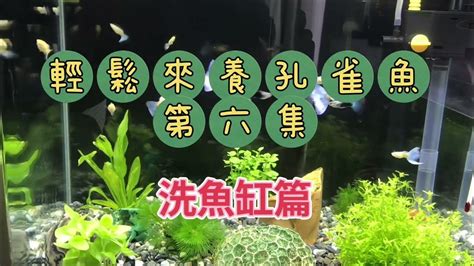 養魚先養水|養魚先養水之輕鬆來養孔雀魚第十集養水篇輕鬆養孔雀。